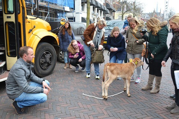friesland 13